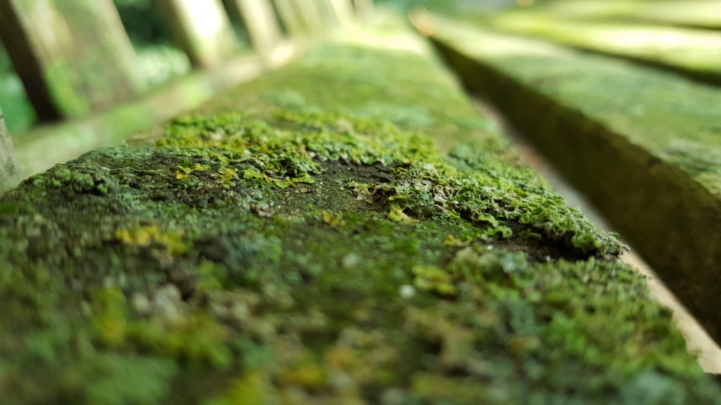 My WIP – Where Did Autumn&nbsp;Go?