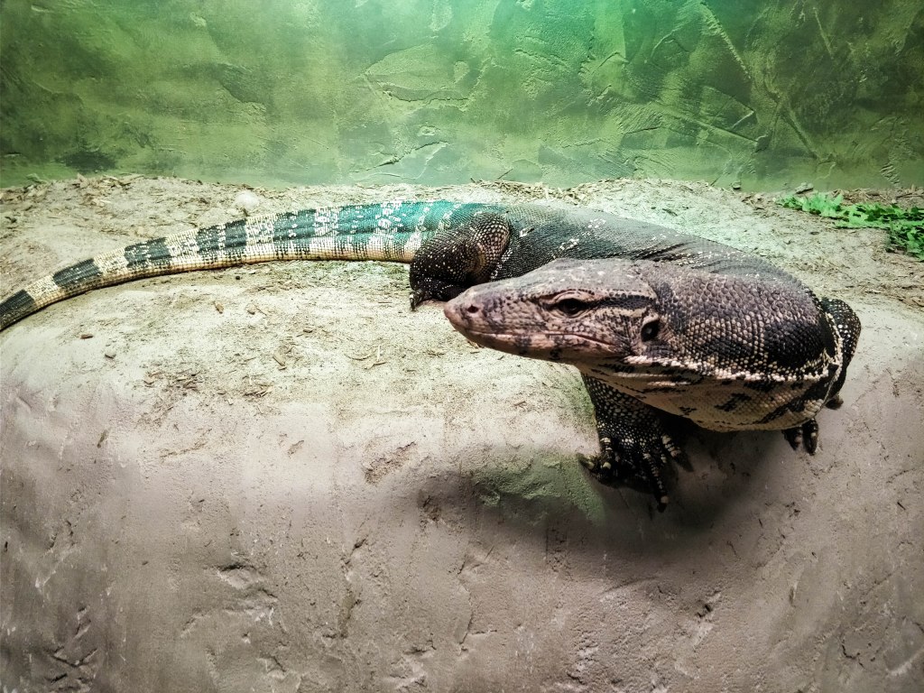 Visit to Reptilia&nbsp;Zoo