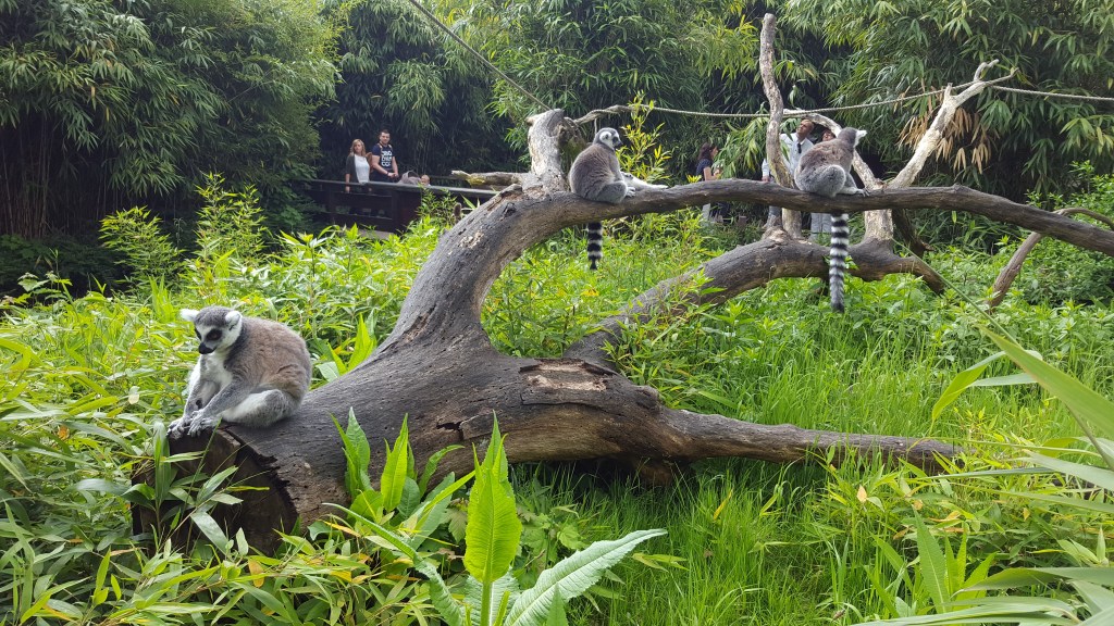 Visit to Duisburg&nbsp;Zoo