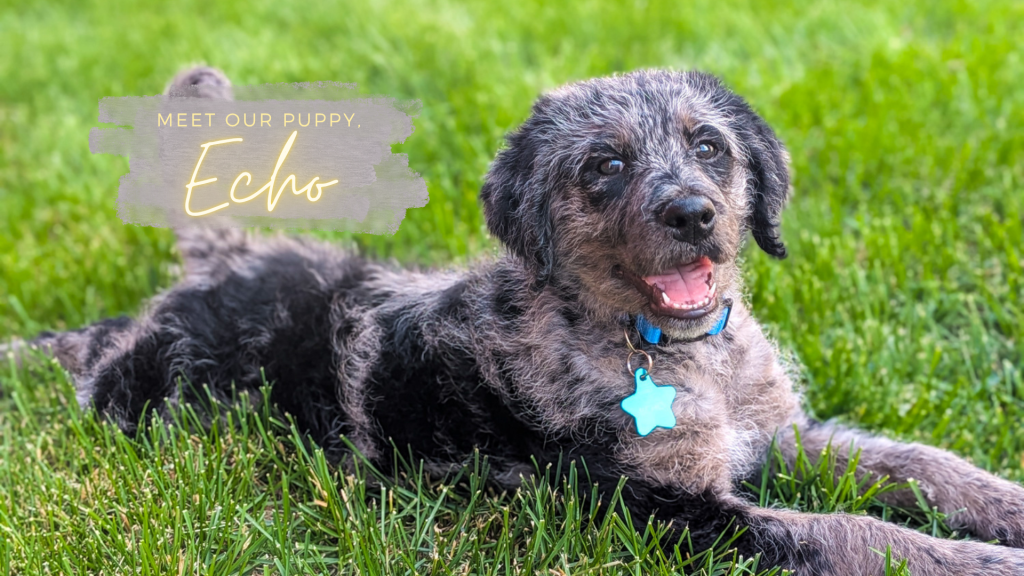 Meet Our Puppy,&nbsp;Echo!